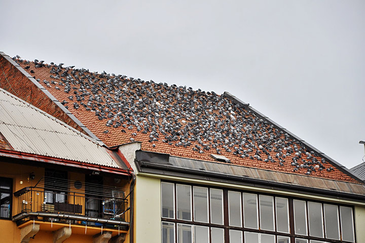 A2B Pest Control are able to install spikes to deter birds from roofs in Sidmouth. 