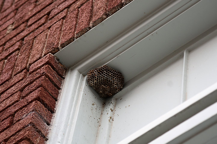 We provide a wasp nest removal service for domestic and commercial properties in Sidmouth.